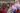 face-program166